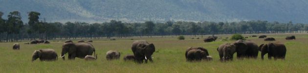On safari in Kenya