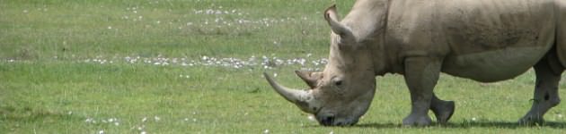 Longhaul holidays from Escape Worldwide - on safari in Kenya