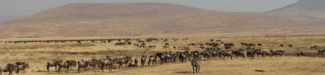 On Safari in East Africa
