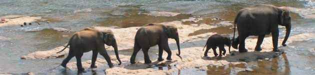 Pinnawela Elephant Orphanage, Sri Lanka