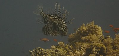 Diving in the Red Sea (Photography by Ez Brown)