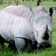 Holidays to Kenya - safari holidays
