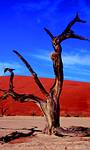 Holidays to Namibia - Sossusvlei by road