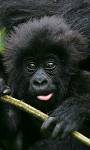 Safari holidays plus Rwanda Gorilla Trekking