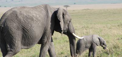Special offers on holidays on safari in Kenya, safari plus Mombasa special offers, safari plus Zanzibar special offers