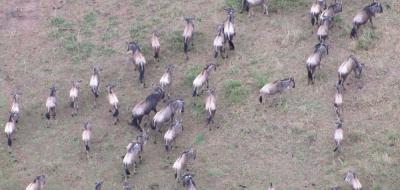 Image Gallery - On Safari on the Masai Mara