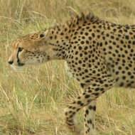 Sopa Serengeti Safari plus Mombasa holiday