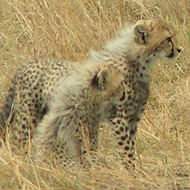 Sopa Serengeti plus Rwanda holiday