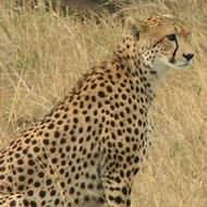 Safari holidays to Tanzania