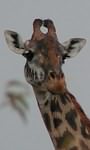 Safari holidays to Kenya and Tanzania - The Great Migration Safari