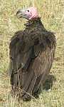 Safari holidays to Tanzania - Elewana Safari