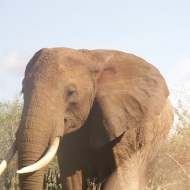 Holidays to Tanzania - safari plus beach holidays