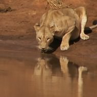 Safari holidays to Kenya