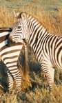 Safari holidays to Tanzania - Serena Serengeti Safari
