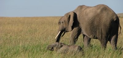 Elephants on the Masai Mara