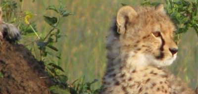 Cheetah cub on the Masai Mara