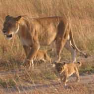 On Safari....