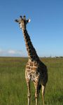 Safari holidays to Kenya - Safari and Spa Flying Safari