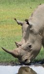 Safari holidays to Kenya