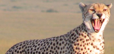 www.safariescapes.co.uk