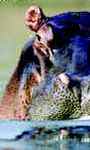 Holidays to Rattray's on Mala Mala, Kruger South Africa
