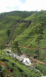 Scenery around Nuwara Eliya, Sri Lanka