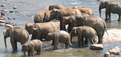 Pinnawella elephant orphanage, Sri Lanka