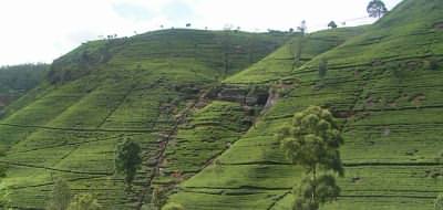 Car and driver holidays to Sri Lanka - tea plantations at Nuwara Eliya