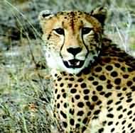 Holidays to Tanzania - safari holidays