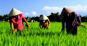 Longhaul holidays from Escape Worldwide - Rice farmers in Vietnam