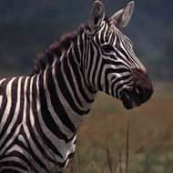 Holidays to Kenya - safari plus beach holidays