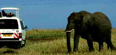 Safari excursions to Tsavo & Amboseli