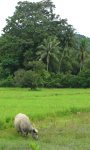 Multi centre holidays to Bangkok Phuket and Koh Yao Noi