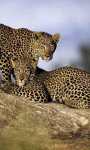 Holidays to Botswana and Zambia - Botswana and Zambia Exploration