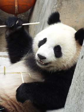 Beijing, Chengdu, Guilin, Shanghai & Hong Kong multicentre holidays