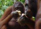 Borneo twin and multicentre holidays