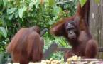 Holidays to Borneo with Escape Worldwide