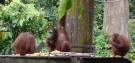 Holidays to Borneo and Beyond