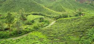 Holidays to Malaysia - Cameron Highlands