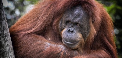 Touring holidays to Borneo