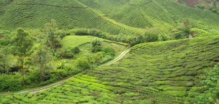 Holidays to Malaysia - Cameron Highlands