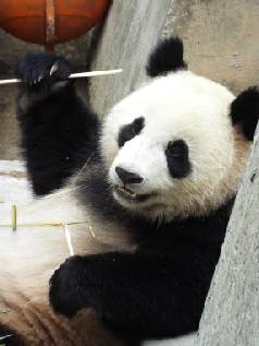 Beijing, Chengdu, Guilin, Shanghai & Hong Kong multicentre holidays