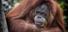 Twin centre holidays to Kuala Lumpur and Borneo