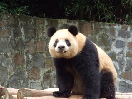 Beijing, Chengdu & Shanghai multicentre holidays