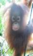 Kuala Lumpur and Borneo multicentre holidays