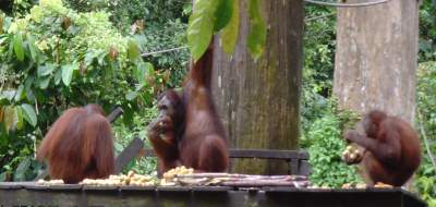 Multicentre holidays to Kuala Lumpur, Borneo and Langkawi