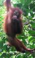 Singapore and Borneo twin centre holidays