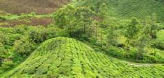 Holidays to Malaysia - Cameron Highlands