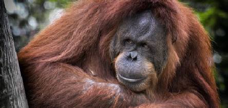 Holidays to Borneo with Escape Worldwide - Orang utan