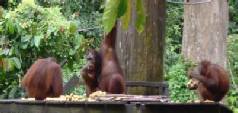 Twin centre holidays to Hong Kong and Borneo